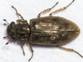 Helophorus brevipalpis